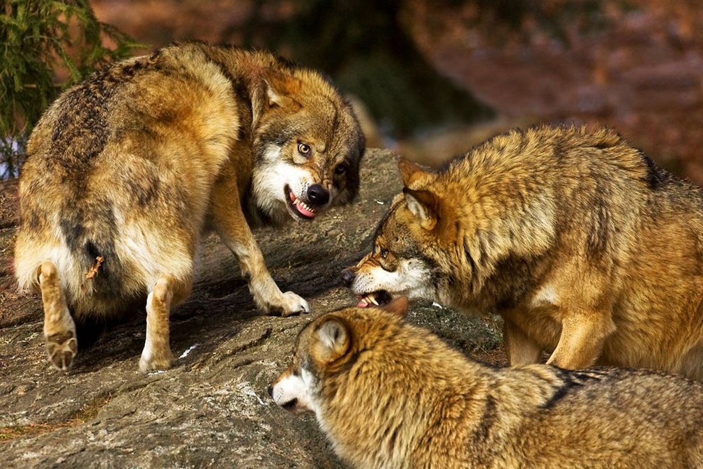 Angry Wolves