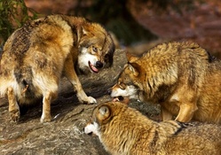 Angry Wolves