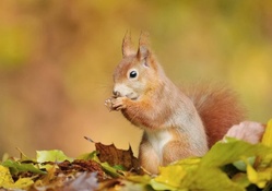 cute squirrel in a fall leaves