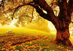 Relaxing Autumn Park