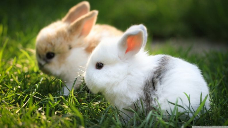 cute_bunnies.jpg