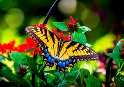 Butterfly and Garden Flowers