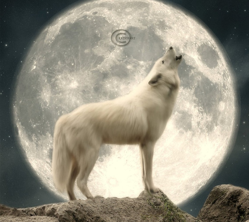 Howling Loneliness