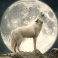 Howling Loneliness