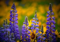 Washington Wildflowers
