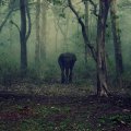 Elephant in Forest!