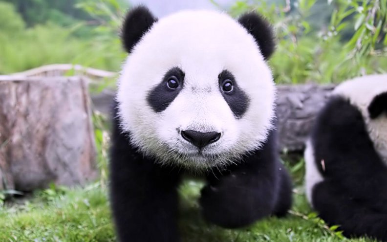 baby_panda_bear.jpg