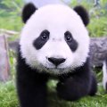 Baby Panda Bear