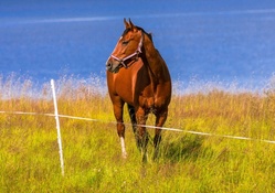 *** Horse on meadow ***