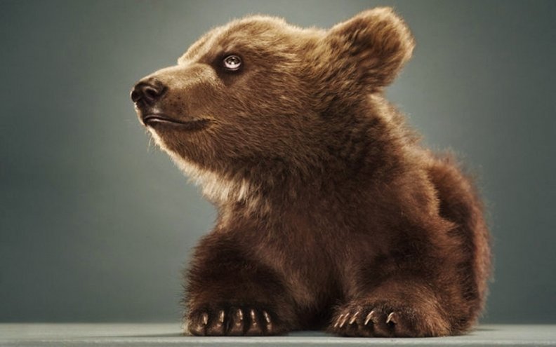 baby_bear.jpg