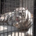 Mighty White Tiger