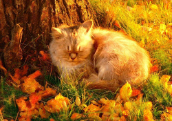 Autumn Nap