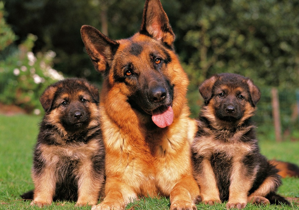 Shepherd Mom and Pups