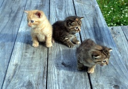 Three Kittens of a Differnt Kind