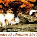 Shades of Autumn 2013 Series #1