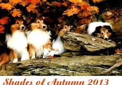 Shades of Autumn 2013 Series #1