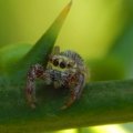 Macro 8 Eyes Jumper Spider
