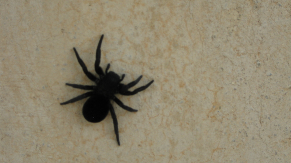 big black spider