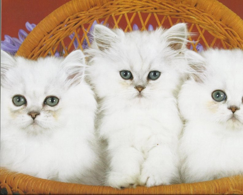 three_kittens.jpg