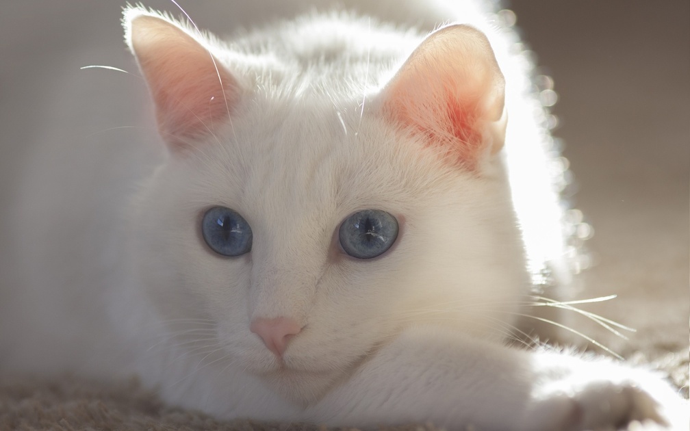 *** White cat ***