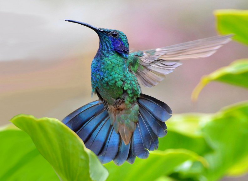 gorgeous_hummingbird.jpg