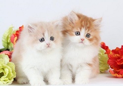 two cute kittens
