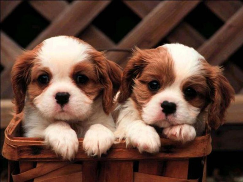 cute_puppies.jpg