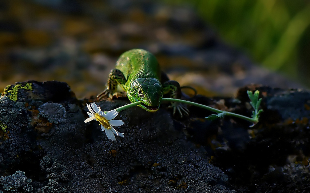 *** Lizard with flower ***