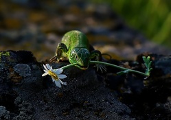 *** Lizard with flower ***