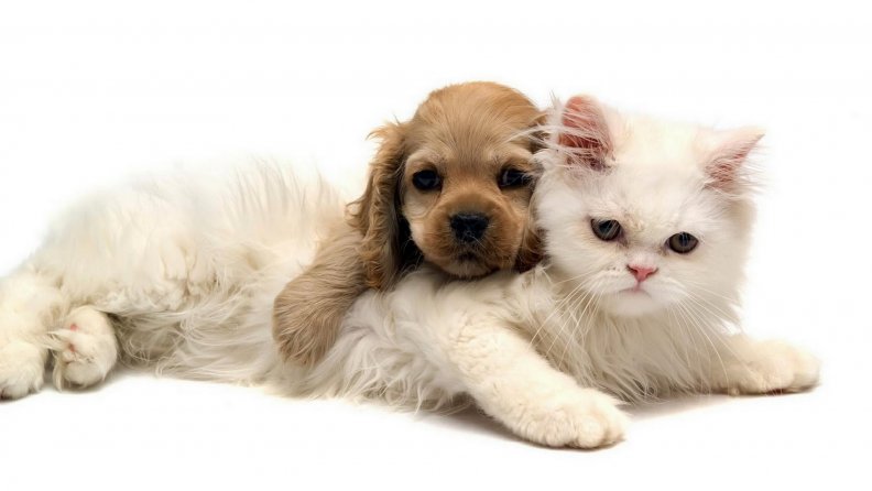 *** DOG AND CAT ***