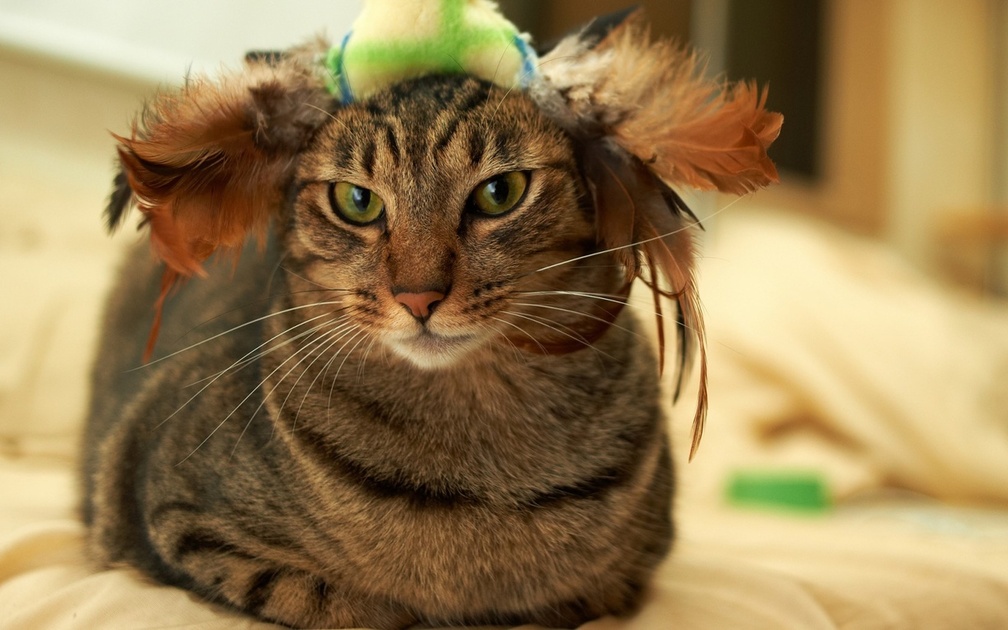 Cat with a stylish hat