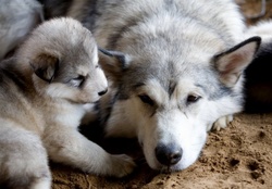 Mom and puppy