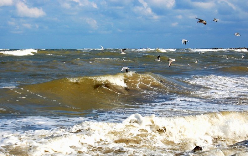 seagulls_and_waves.jpg