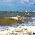 seagulls and waves.