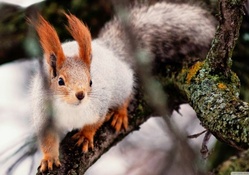 Nimble squirrel