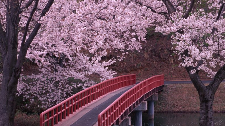 Sakura and Bridge