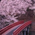 Sakura and Bridge