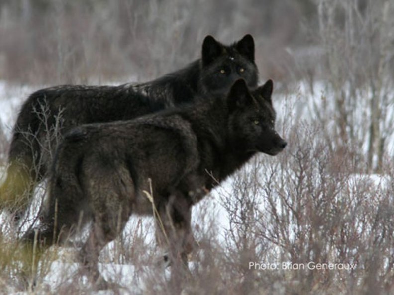 Two Black Wolves