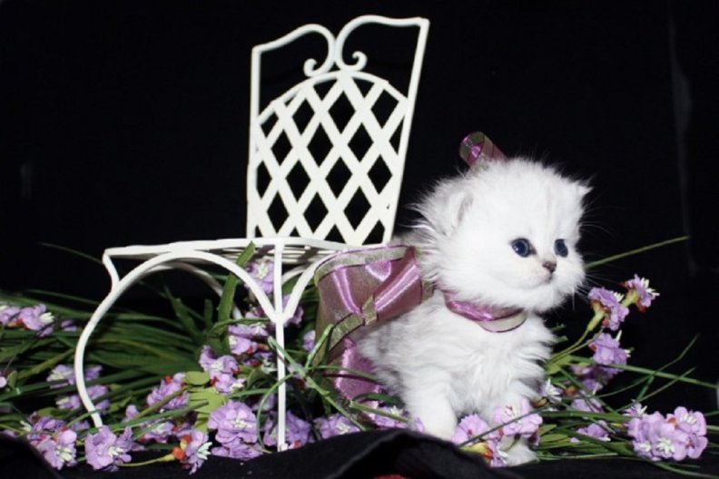 adorable_persian_kitten.jpg