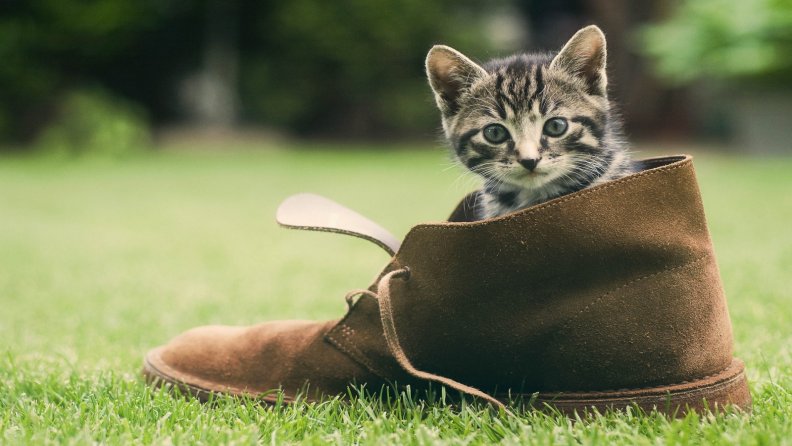 there_was_a_young_cat_that_lived_in_a_shoe.jpg