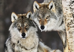 timber wolves