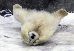Playful polar bear