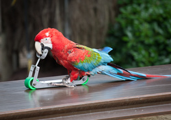 *** Funny parrot ***