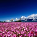 * Field of cosmos *