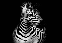 Zebras Wallpapers