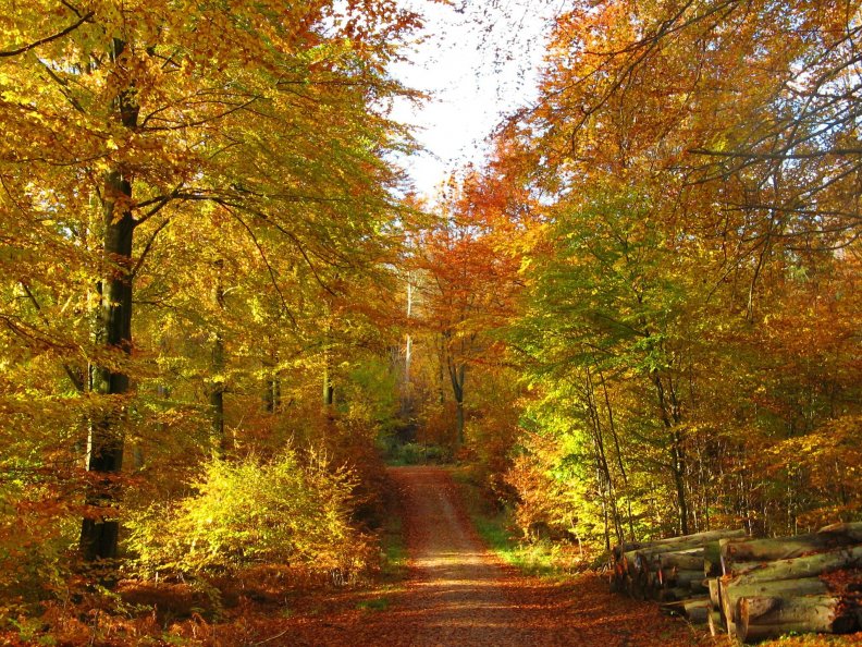 autumn_road.jpg