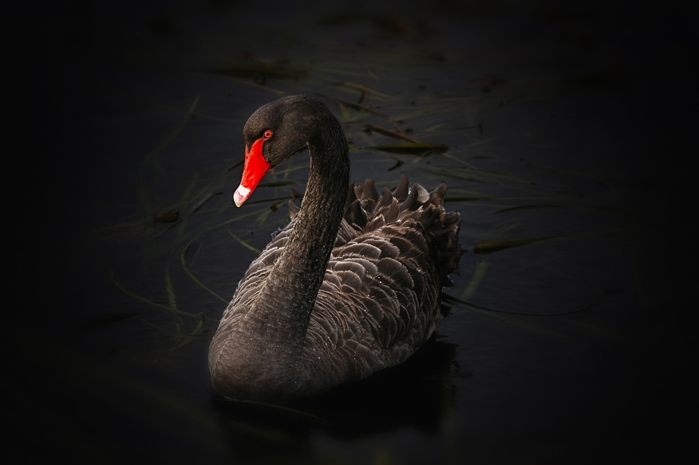 Black Swan!