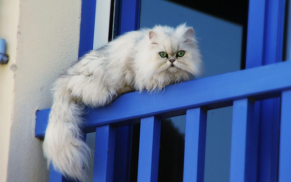 Blue_Eyed Cat