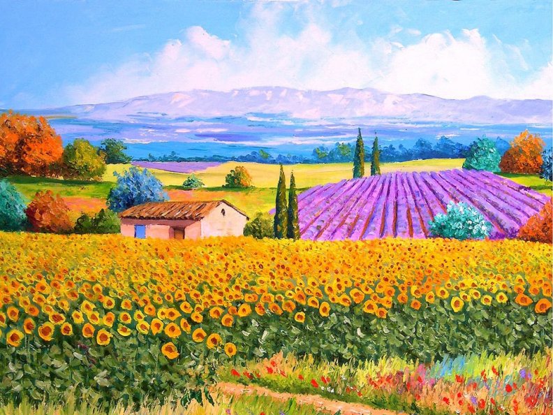sunflower_and_lavender_field.jpg