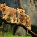 Baby lions